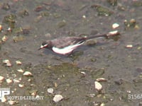 セグロセキレイ 川の浅瀬で餌を探して歩く