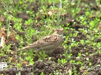 ヒバリ 耕地で囀りながら餌を探す
