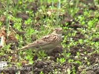 ヒバリ 耕地で囀りながら餌を探す