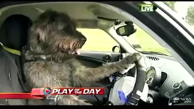 Driving Dogs - SPCA / BMW-Mini.