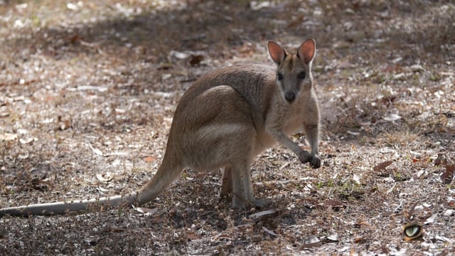 Agile Wallaby (Macropus agilus, Macropodidae: Kangaroos and Wallabies) Townsville, North Qld. Australia