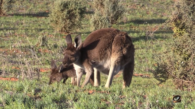 Western Grey Kangaroo (Macropus fulinosus, Macropodidae: Kangaroos and Wallabies) southwest NSW, Australia