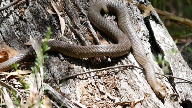Eastern Brown Snake (Pseudonaja textilis, Elapidae : Cobras, Mambas, Kraits, Brown snakes etc.)  Canberra, Australia