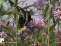 アオスジアゲハ シオンの花の蜜を吸う。頻繁に羽ばたくので翅の鱗粉が落ちて薄くなっている