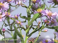 オオカマキリ シオンにとまって花に集まる虫を狙う。前脚に虫がとまるが捕まえられない