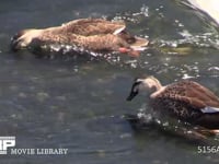 カルガモ 流れに逆らいながら川底の藻を取って食べる