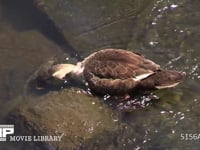 カルガモ 流れに逆らいながら川底の藻を取って食べる