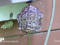 キアシナガバチ 人家の野外用コンセントに巣を作った。近づくハナバチを追い払う働きバチ
