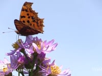 キタテハ　メス シオンの花の蜜を吸う