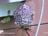 キアシナガバチ 人家の野外用コンセントに巣を作った。大きい女王バチと働きバチ