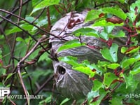 クロスズメバチ つる植物に作られた巣。中部地方では幼虫を「ヘボめし」にして食べる