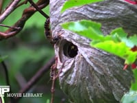 クロスズメバチ つる植物に作られた巣。中部地方では幼虫を「ヘボめし」にして食べる