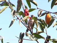 スズメ 熟したカキの実を食べる