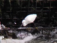 コサギ 川の堰を遡上しようと跳ねる小魚を狙う。水面から一匹を捕らえて食べる
