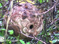コガタスズメバチ ノイバラの繁みに作られた巣に出入りする
