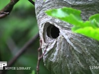 クロスズメバチ つる植物に作られた巣。中部地方では幼虫を「ヘボめし」にして食べる