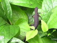 ニホンカナヘビ ヤマシャクヤクの葉に上る。目の前を通る虫に気づかない