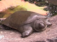 スッポン 公園の池の石の上で甲羅を干す