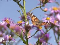 ヒメアカタテハ　メス シオンの花の蜜を吸う