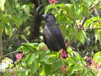 ハシブトガラス ミズキの木にとまる