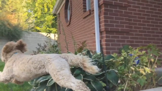 BISSELL Homecare, Inc. - Customer Success Story