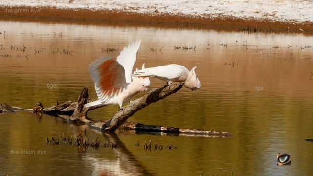 Outback waterhole  ...visitors to an artesian bore, southwest Qld. Australia