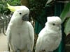 Medium Sulphur-crested & Ducorps' Cockatoos