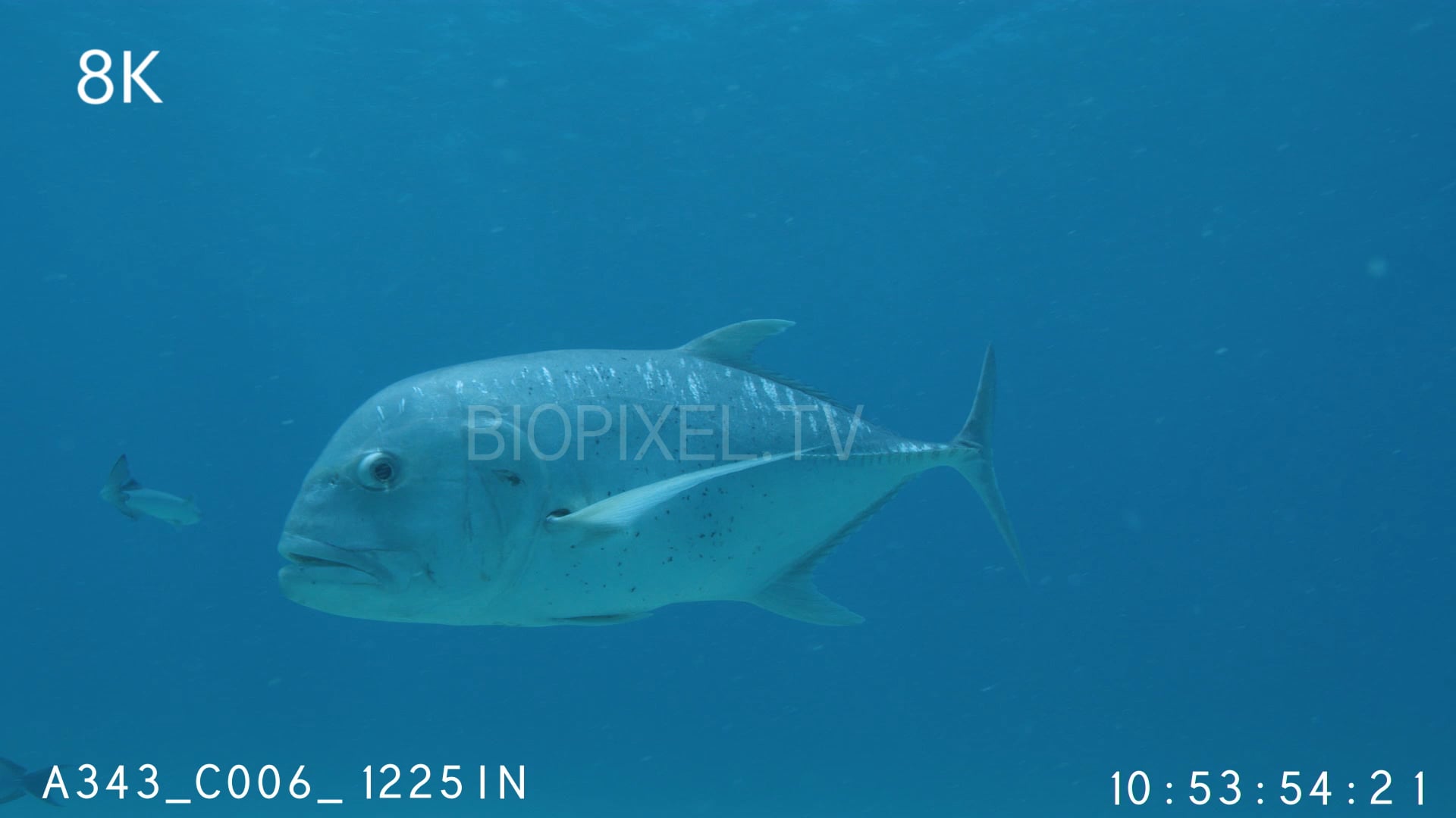 K Fish Trevally Jacks Giant Trevally Over Sand Flats K On Vimeo