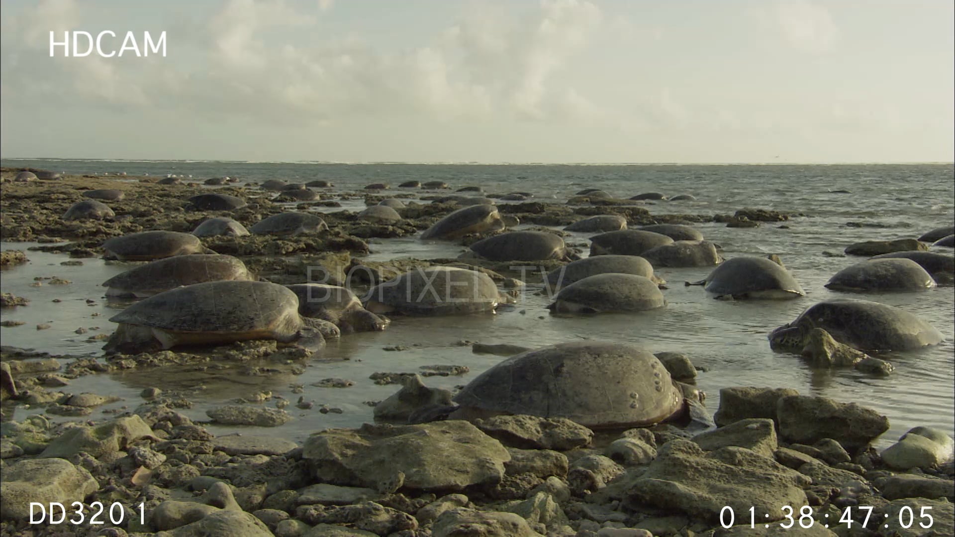 Green Sea Turtles Returning To Water Green Sea Turtles Stranded At