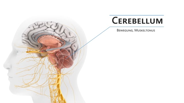 HirnDetail Typoanimation 01