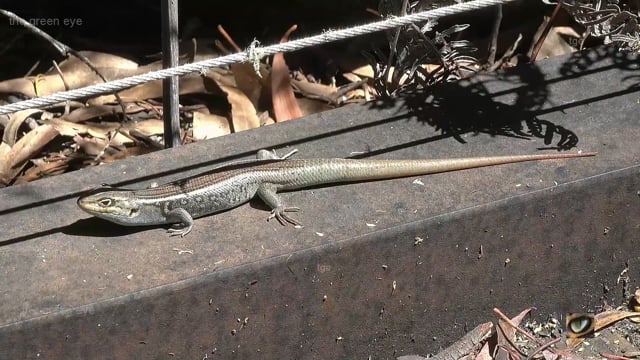 White's Skink (Liopholis whitii, Scincidae: Skinks) Tidbinbilla, Canberra, Australia