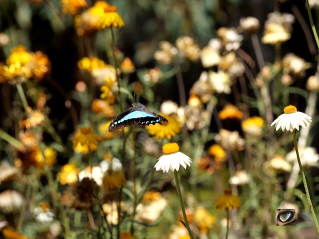 Swallowtail ballet - a time-lapse butterfly performance (4K)