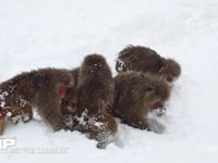 スノーモンキー 4K　ニホンザル　雪