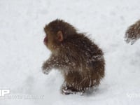 スノーモンキー 4K　ニホンザル　雪