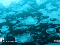 ミズクラゲの群れ 4K　水中撮影