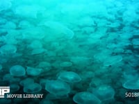 ミズクラゲの群れ 4K　水中撮影