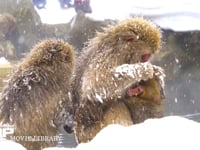 スノーモンキー 4K　ニホンザル　入浴　雪