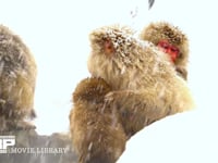 スノーモンキー 4K　ニホンザル　入浴　雪