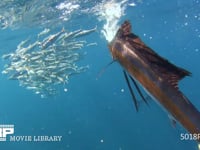 バショウカジキの狩り 4K　水中撮影　カタボイワシ