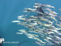 バショウカジキの狩り 4K　水中撮影　カタボイワシ