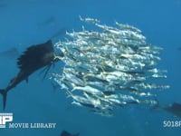 バショウカジキの狩り 4K　水中撮影　カタボイワシ