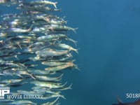 バショウカジキの狩り 4K　水中撮影　カタボイワシ