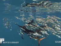 バショウカジキの狩り 4K　水中撮影　カタボイワシ