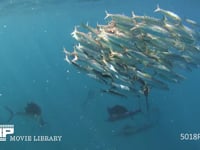 バショウカジキの狩り 4K　水中撮影　カタボイワシ