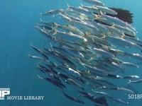 バショウカジキの狩り 4K　水中撮影　カタボイワシ