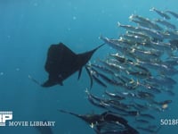 バショウカジキの狩り 4K　水中撮影　カタボイワシ