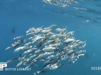 バショウカジキの狩り 4K　水中撮影　カタボイワシ