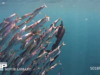 バショウカジキの狩り 4K　水中撮影　カタボイワシ