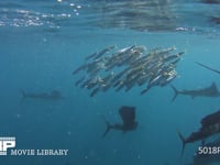 バショウカジキの狩り 4K　水中撮影　カタボイワシ