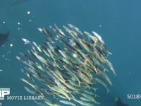 バショウカジキの狩り 4K　水中撮影　カタボイワシ